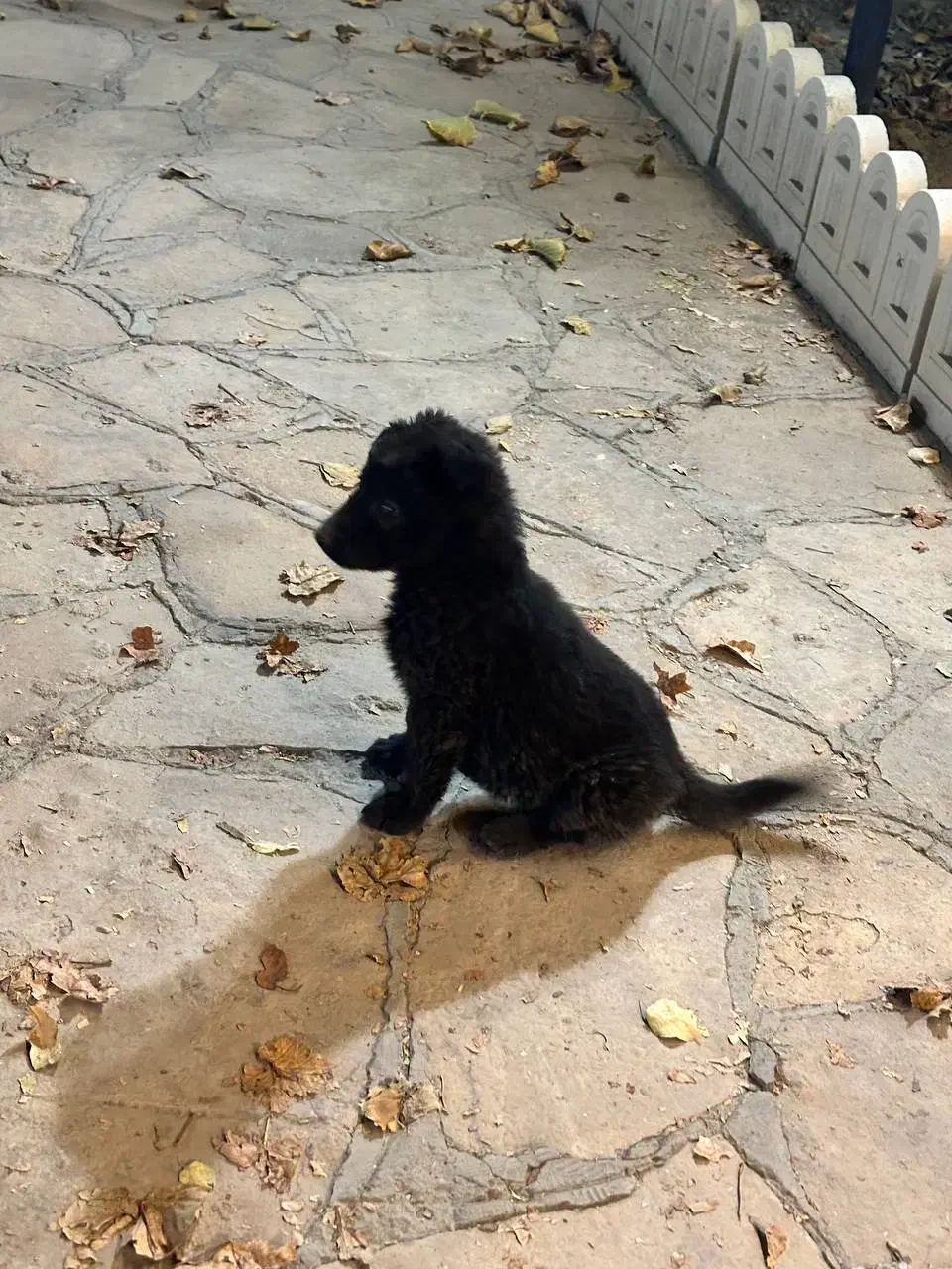 توله ژرمن شیپرد بلک مو بلند 2ماهه|سگ|مشهد, ویلاشهر|دیوار