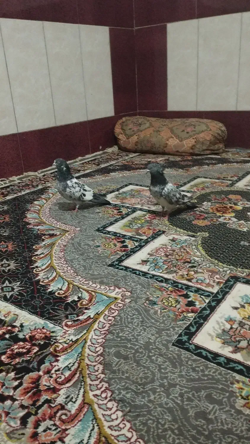 کبوتر کله ای پاکستانی|پرنده|خاش, |دیوار