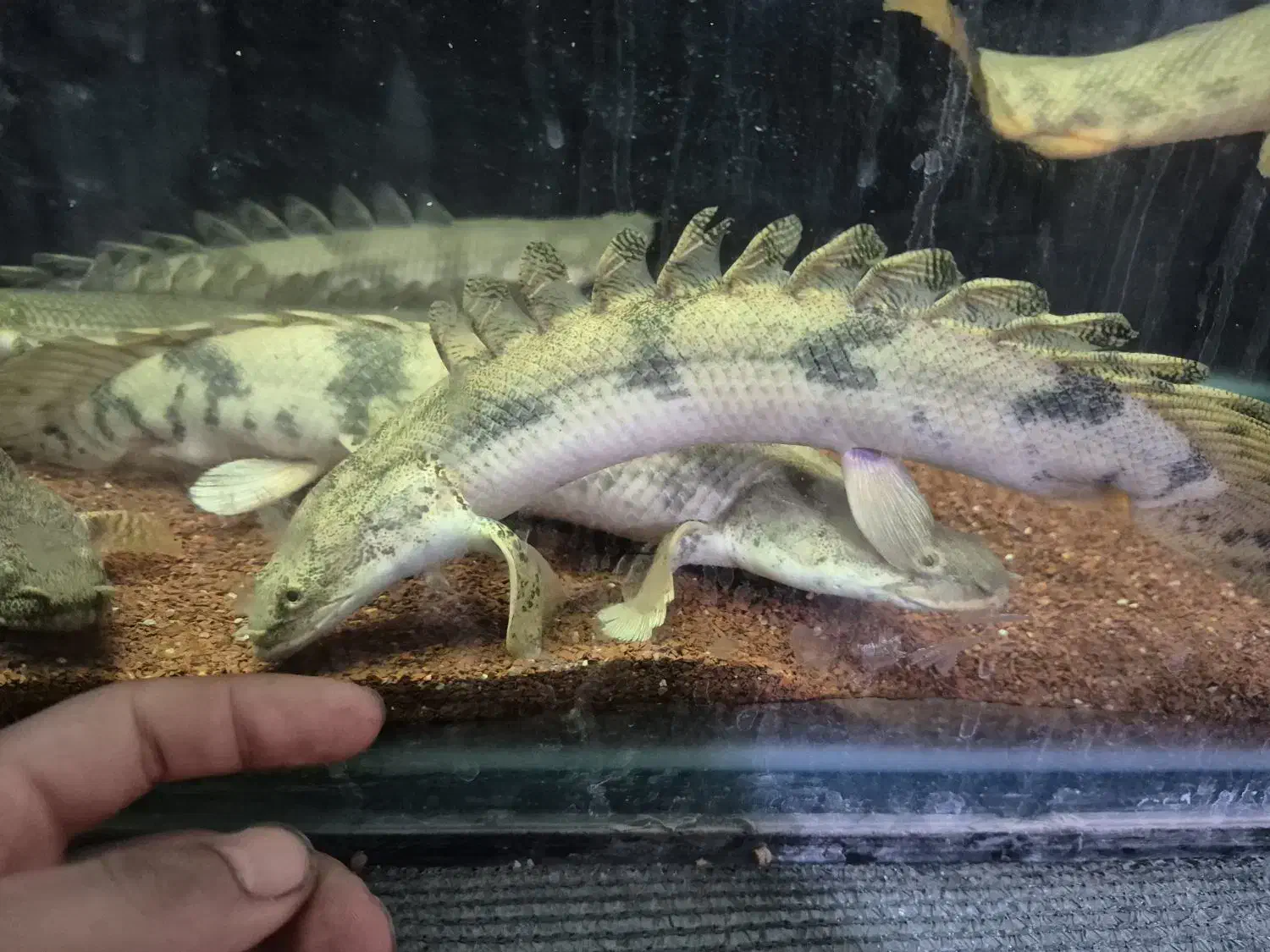 پولی اندیچری|ماهی|برازجان, |دیوار