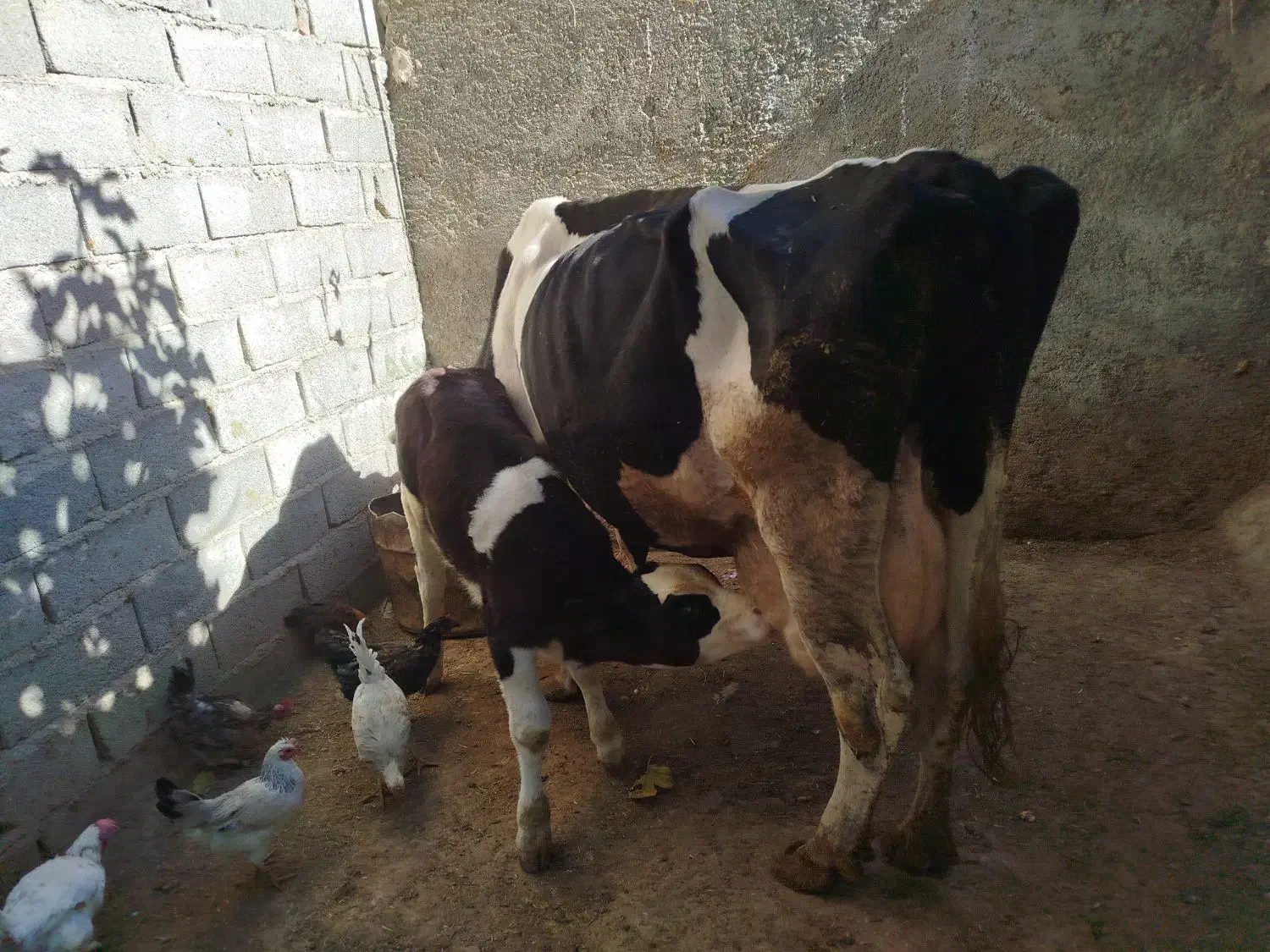 گاو گوساله|حیوانات مزرعه|خرم‌آباد, |دیوار