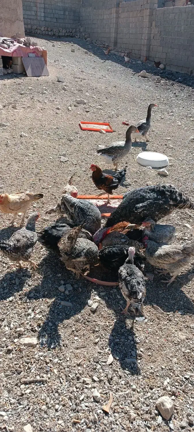 لباس بچه و مرغ وغاز و جوجه|کفش و لباس بچه|ایلام, |دیوار