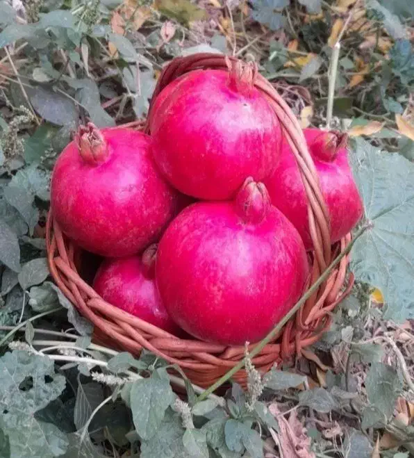 انار دونه مشکی قلعه چم|خوردنی و آشامیدنی|سلفچگان, |دیوار