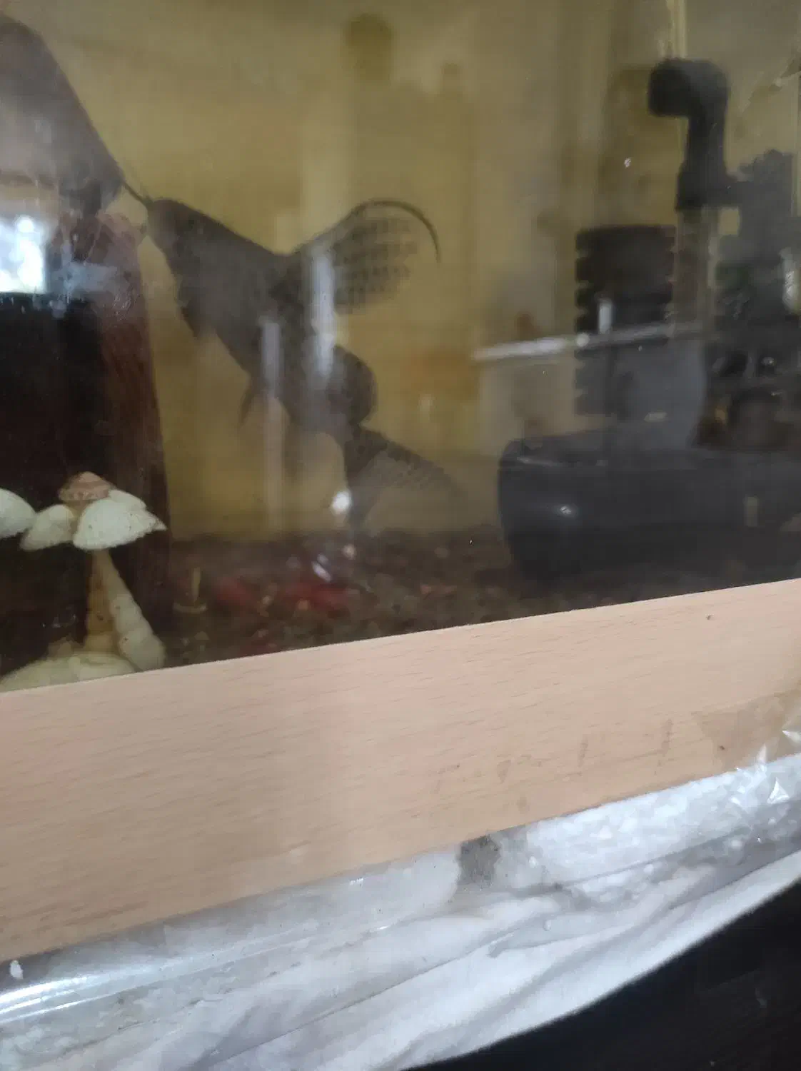 یک عدد ماهی کت وارونه|ماهی|رشت, حومه رشت|دیوار