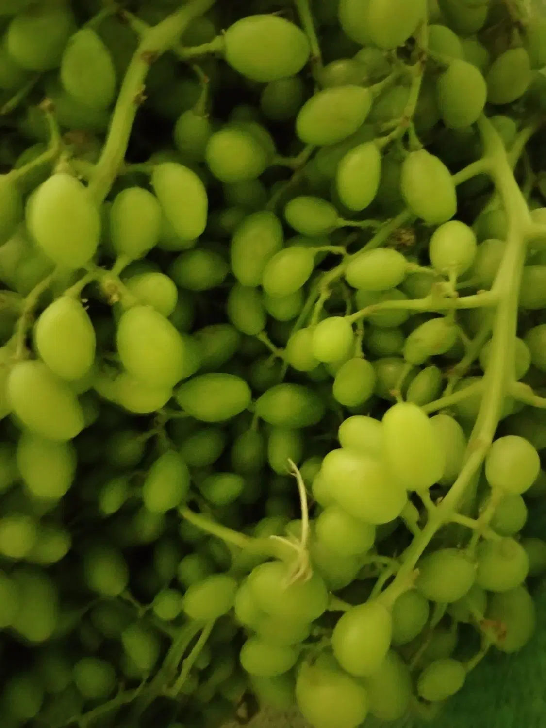 غوره|خوردنی و آشامیدنی|قروه, |دیوار