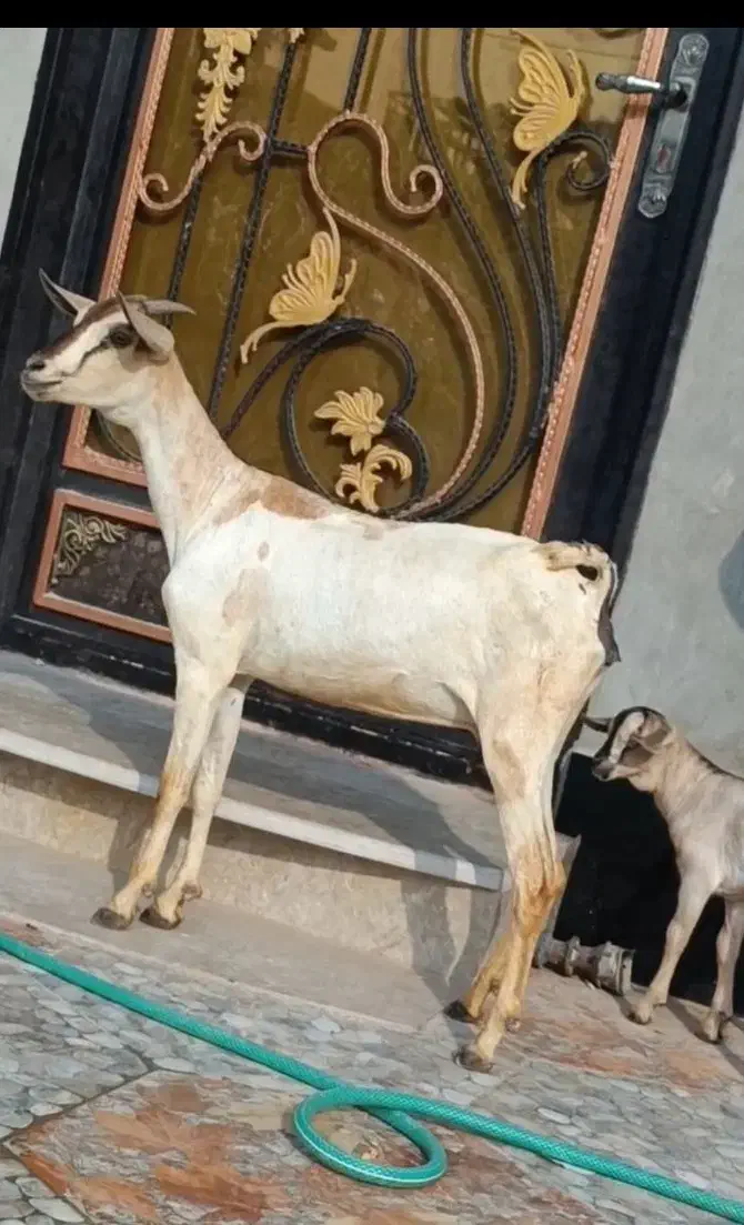 بز صومال|حیوانات مزرعه|بندرعباس, |دیوار