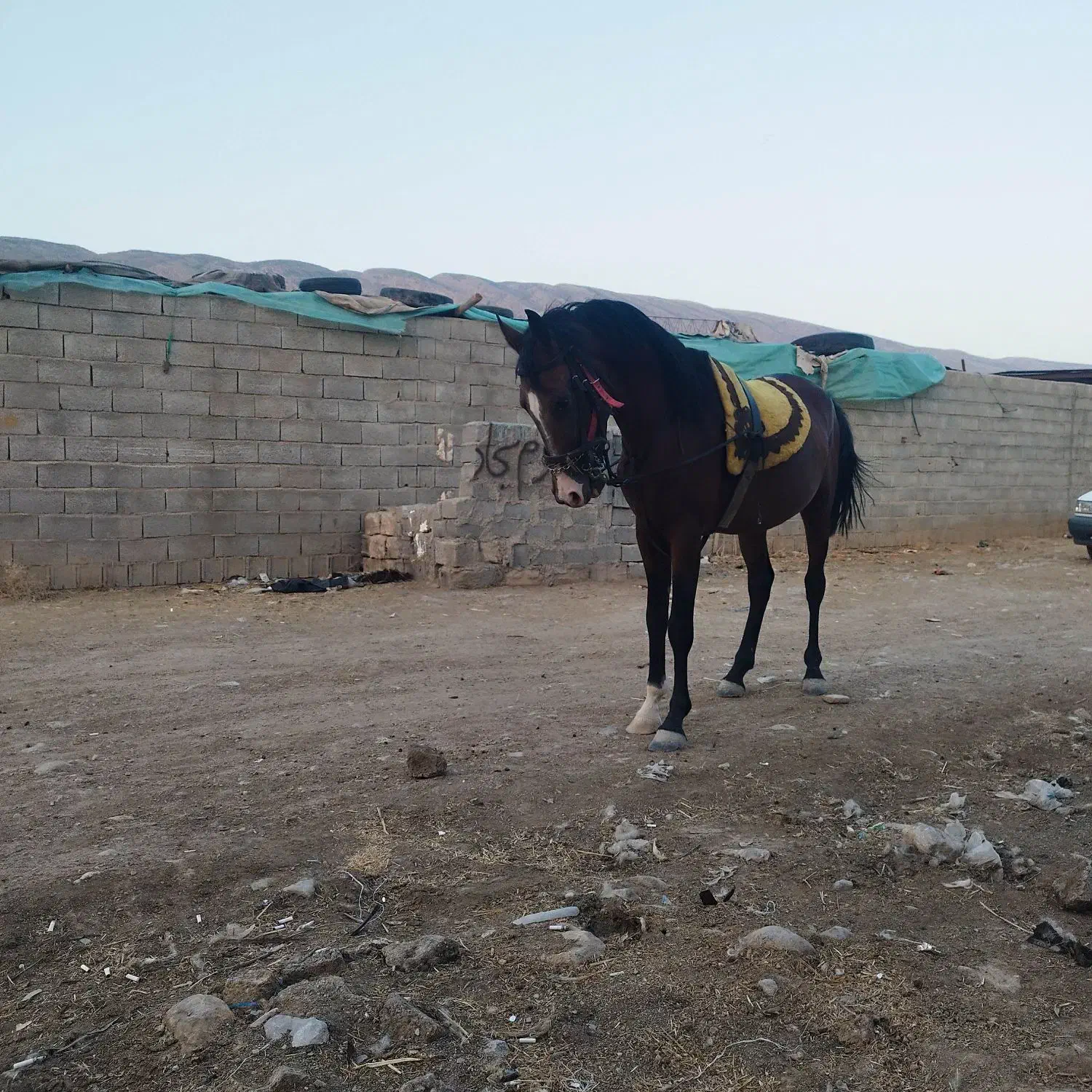 اسب نریان دره شورکره تاج|اسب و تجهیزات اسبسواری|فیروزآباد (فارس), |دیوار