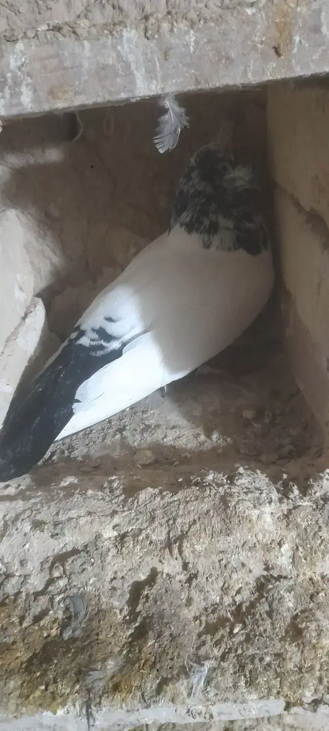 کبوتر|پرنده|سلطانیه, |دیوار