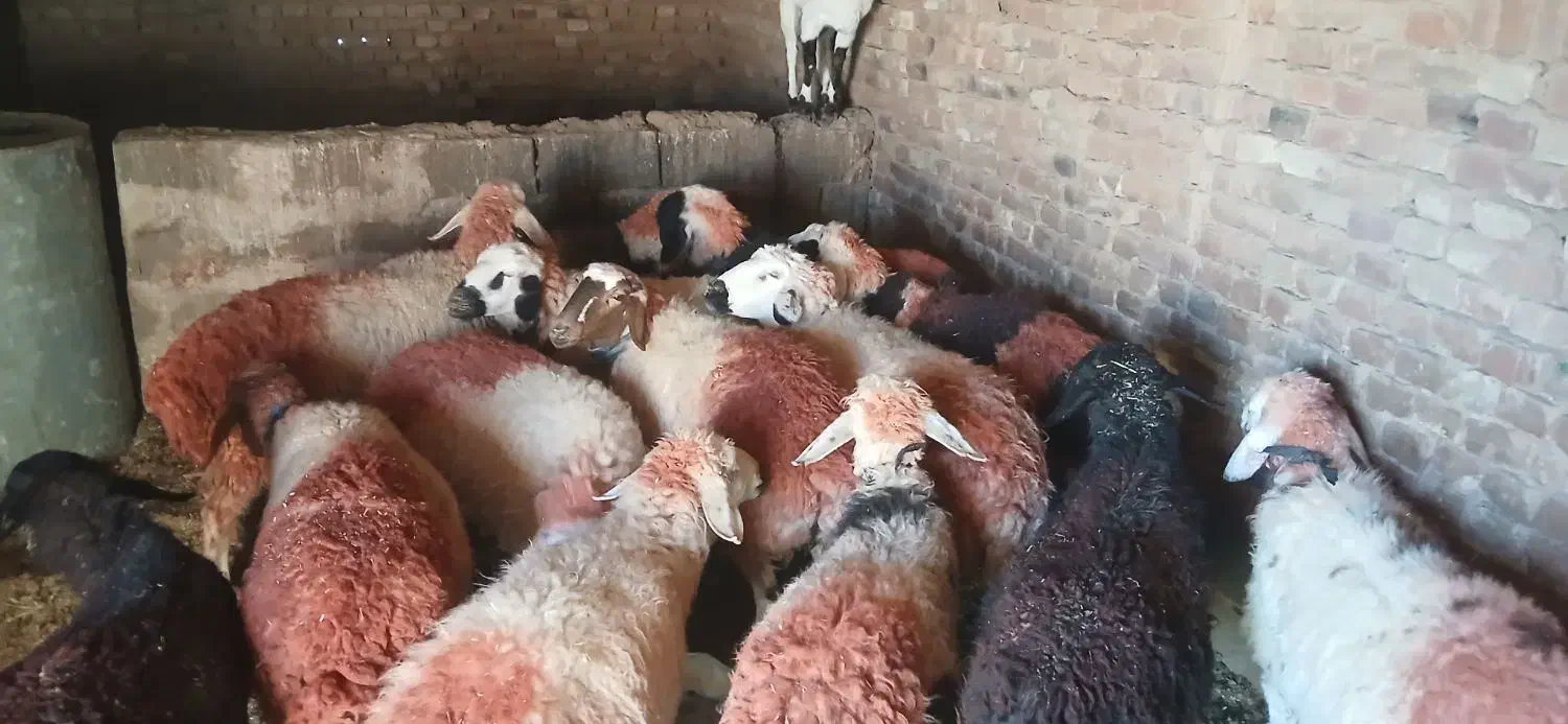 میش.داشتی.گله.گرد|حیوانات مزرعه|سبزوار, قصبه شرقی|دیوار