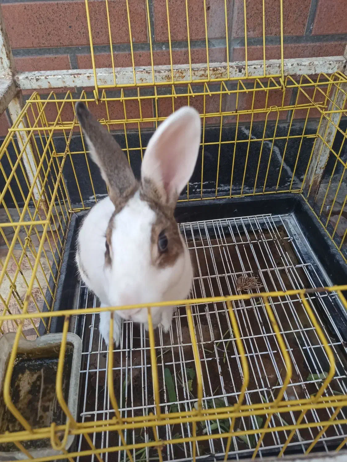 خرگوش باقفس|موش و خرگوش|محمدشهر, ولدآباد|دیوار