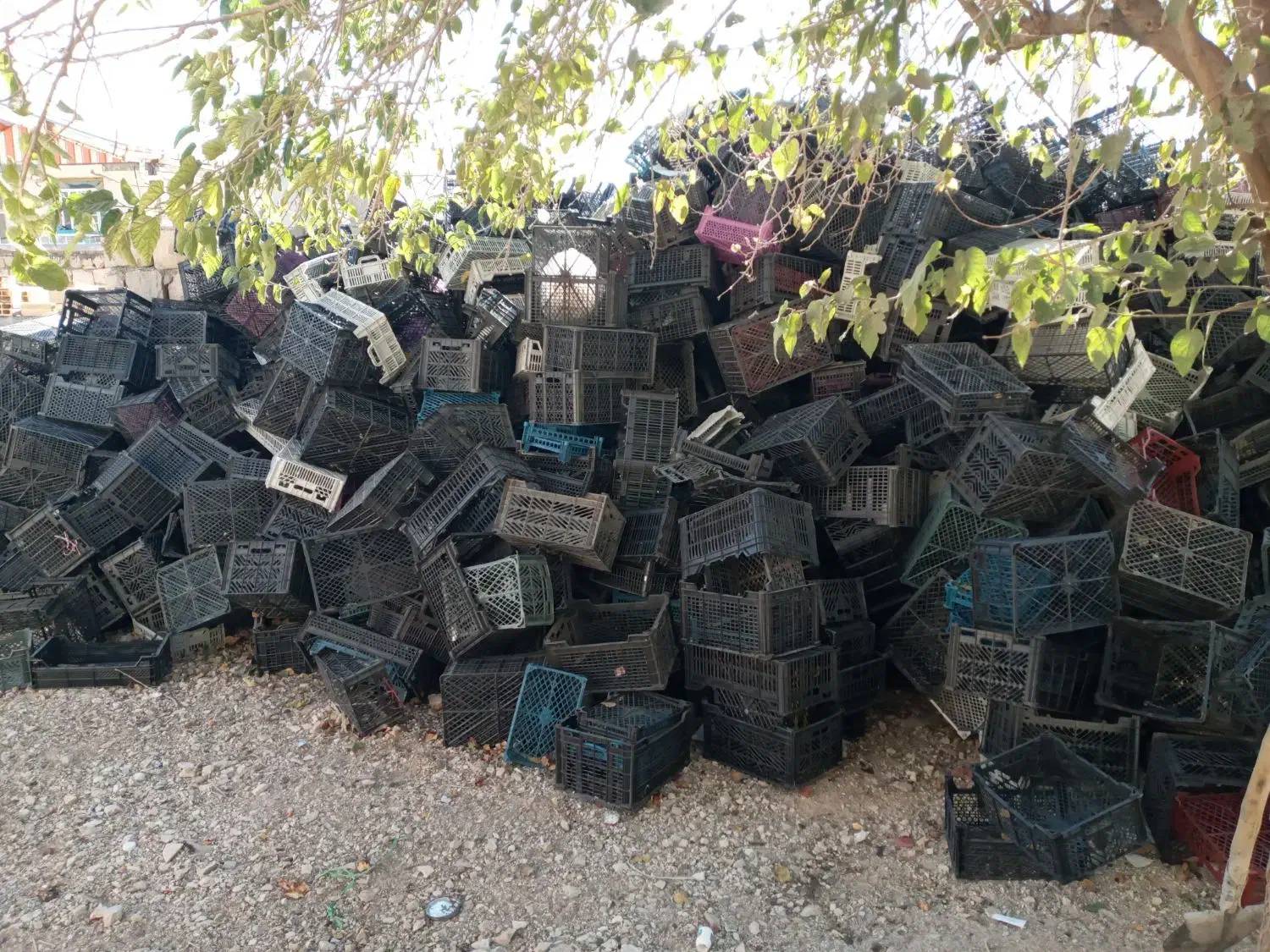 فروش سبد جای میوه|ظروف نگهدارنده، پلاستیکی، یک‌بارمصرف|چگنی, |دیوار