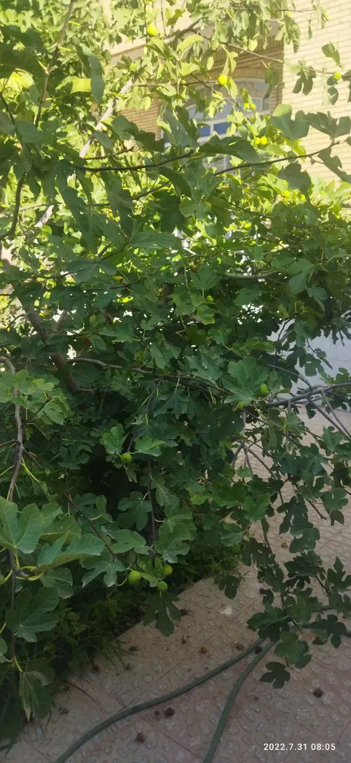 فروش زمین خونه باغ چاه سوم سرچشمه زارچ|فروش زمین و ملک کلنگی|زارچ, |دیوار