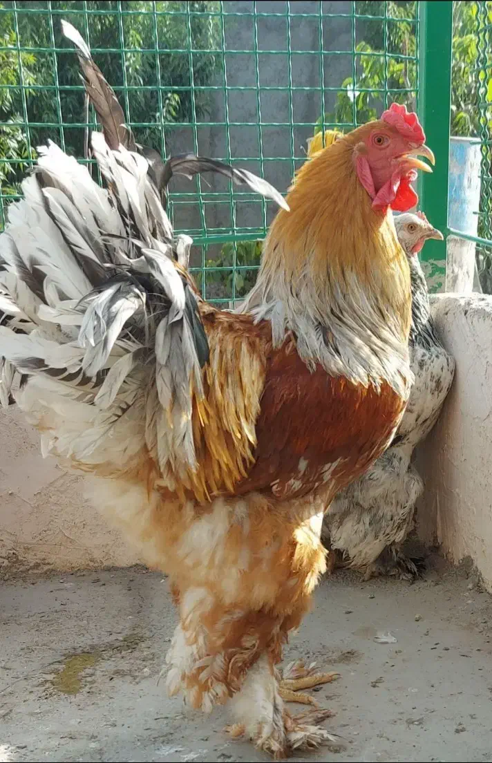 مولد برهما ۳مرغ و یک خروس|حیوانات مزرعه|نسیم‌شهر, |دیوار