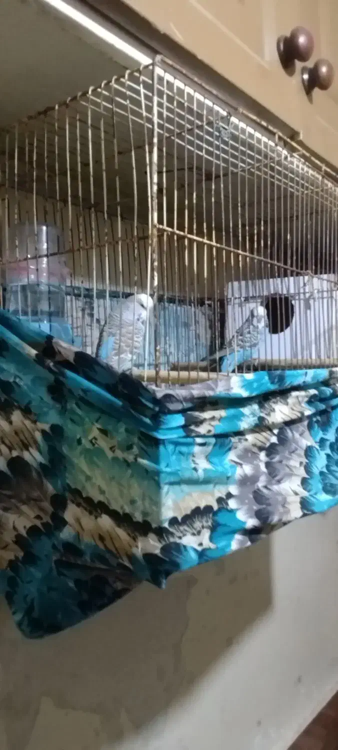 مرغشق‌هلندی‌وانگلیسی|پرنده|تبریز, |دیوار