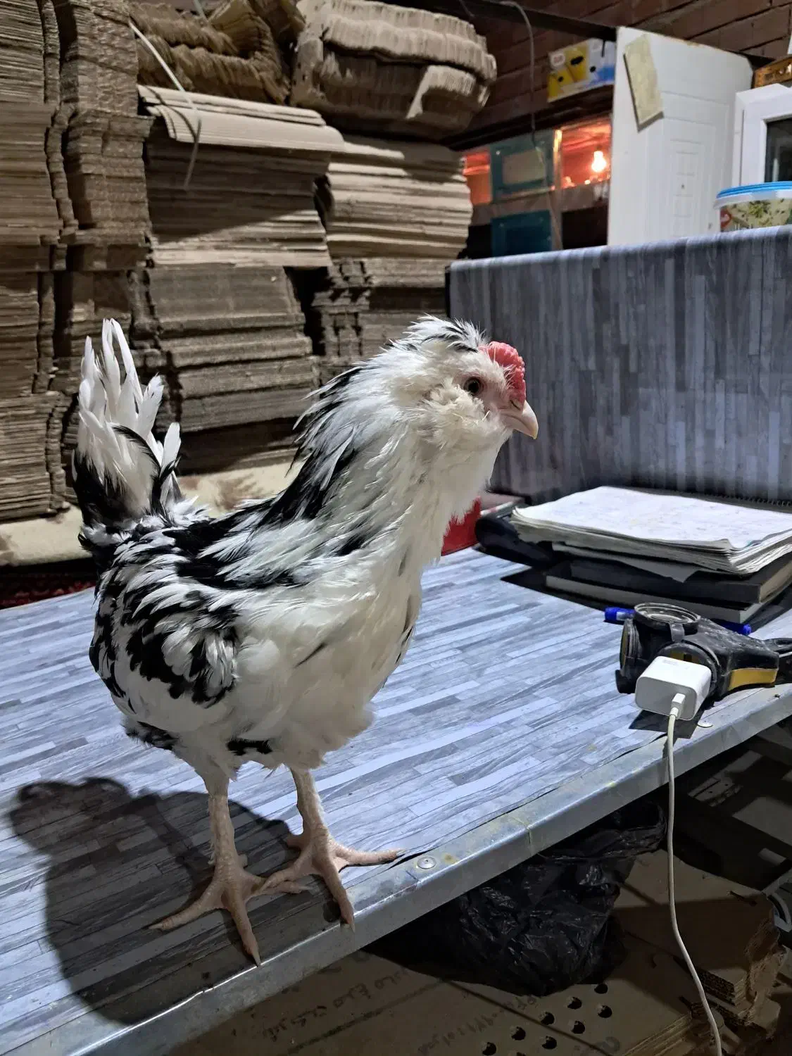 نیمچه گلین   ریشو چهل تاج|حیوانات مزرعه|اردبیل, |دیوار