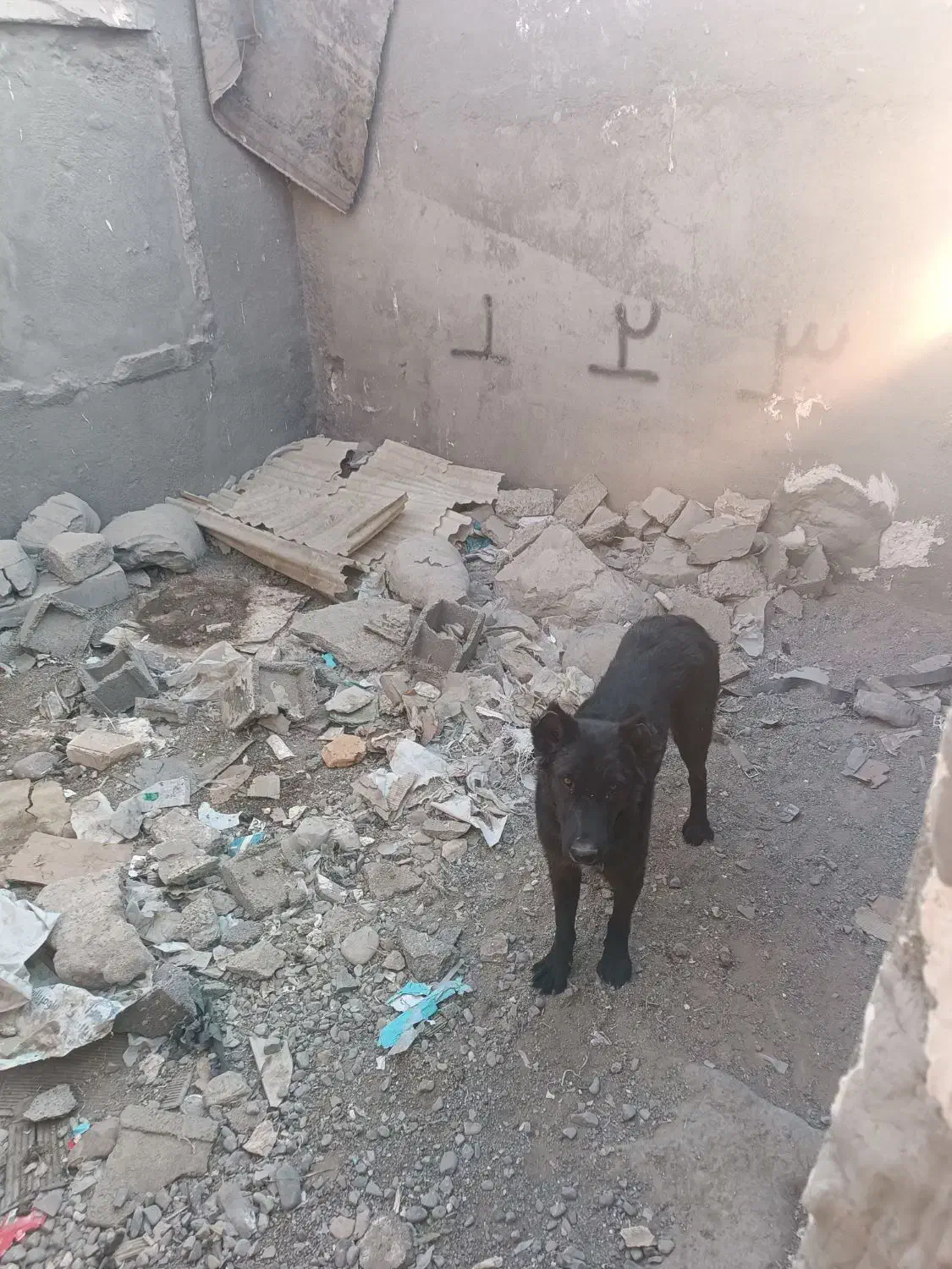 سگ قدرجونی|سگ|ورامین, ورامین|دیوار