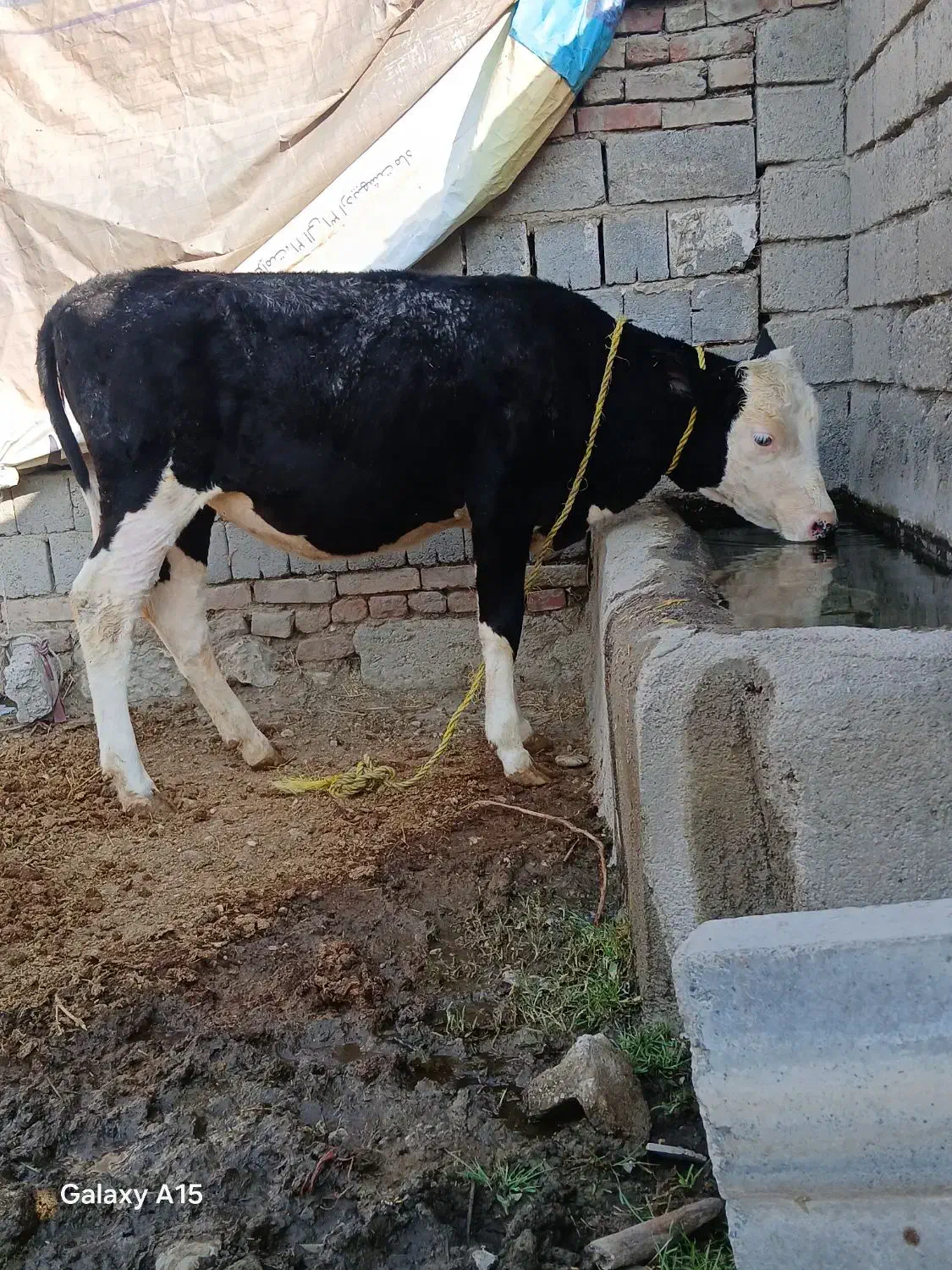 کوساله سیمیتال|حیوانات مزرعه|محمدبار, |دیوار