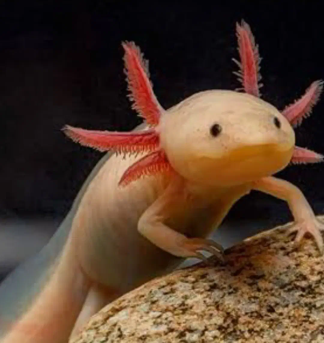 ماهی اروانا|ماهی|اردبیل, |دیوار