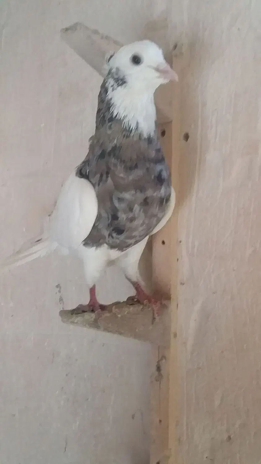 کفتر کبوتر|حیوانات|مشهد, چهارچشمه|دیوار