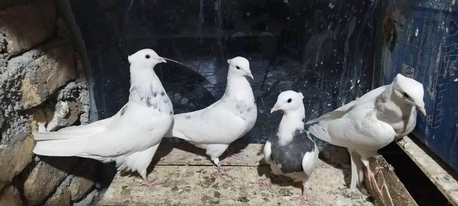 طوقی|پرنده|بن, |دیوار