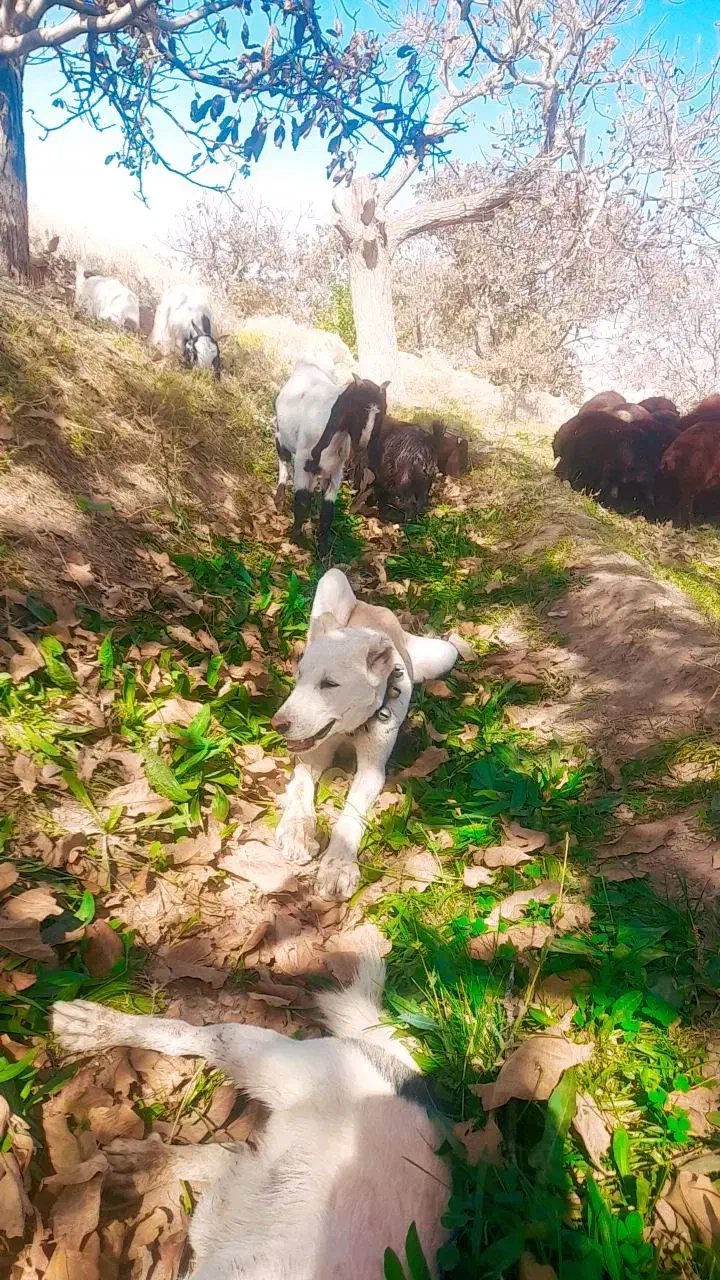 دل گلگی|سگ|نیشابور, دارایی|دیوار