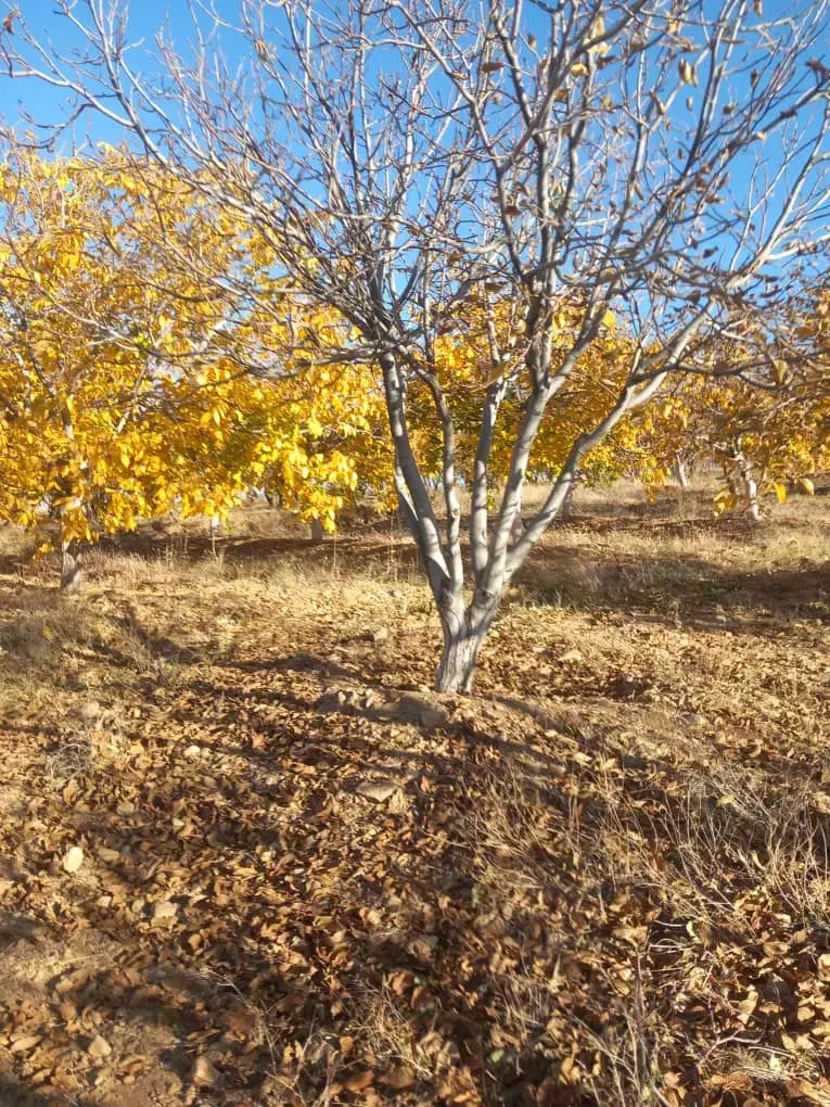 فروش باغ درخت گردو|فروش زمین و ملک کلنگی|بوئین و میاندشت, |دیوار