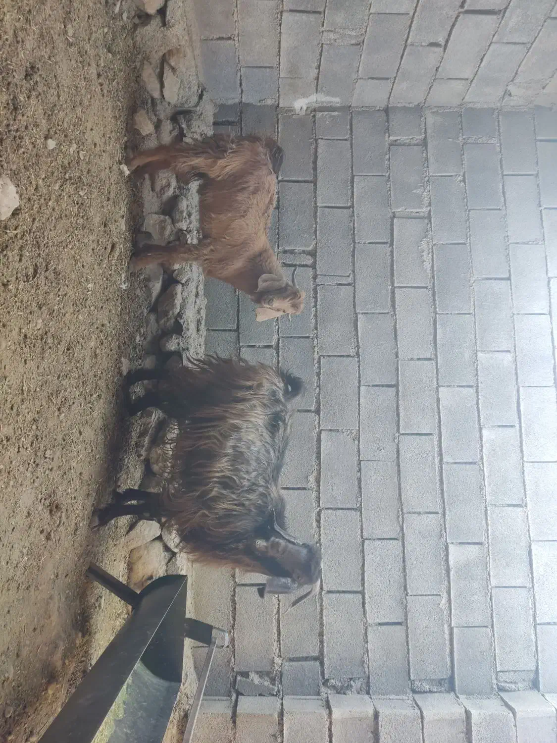 فروش بز کهره دار|حیوانات مزرعه|چرام, |دیوار