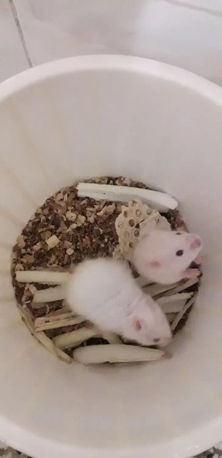 همستر|موش و خرگوش|شاهرود, |دیوار