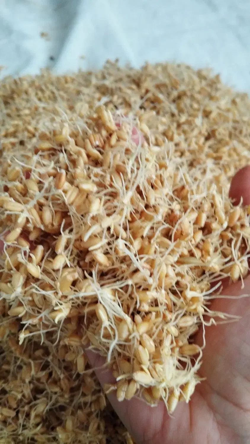 سویق چاقی تضمینی و گیاهی|خوردنی و آشامیدنی|بم, |دیوار