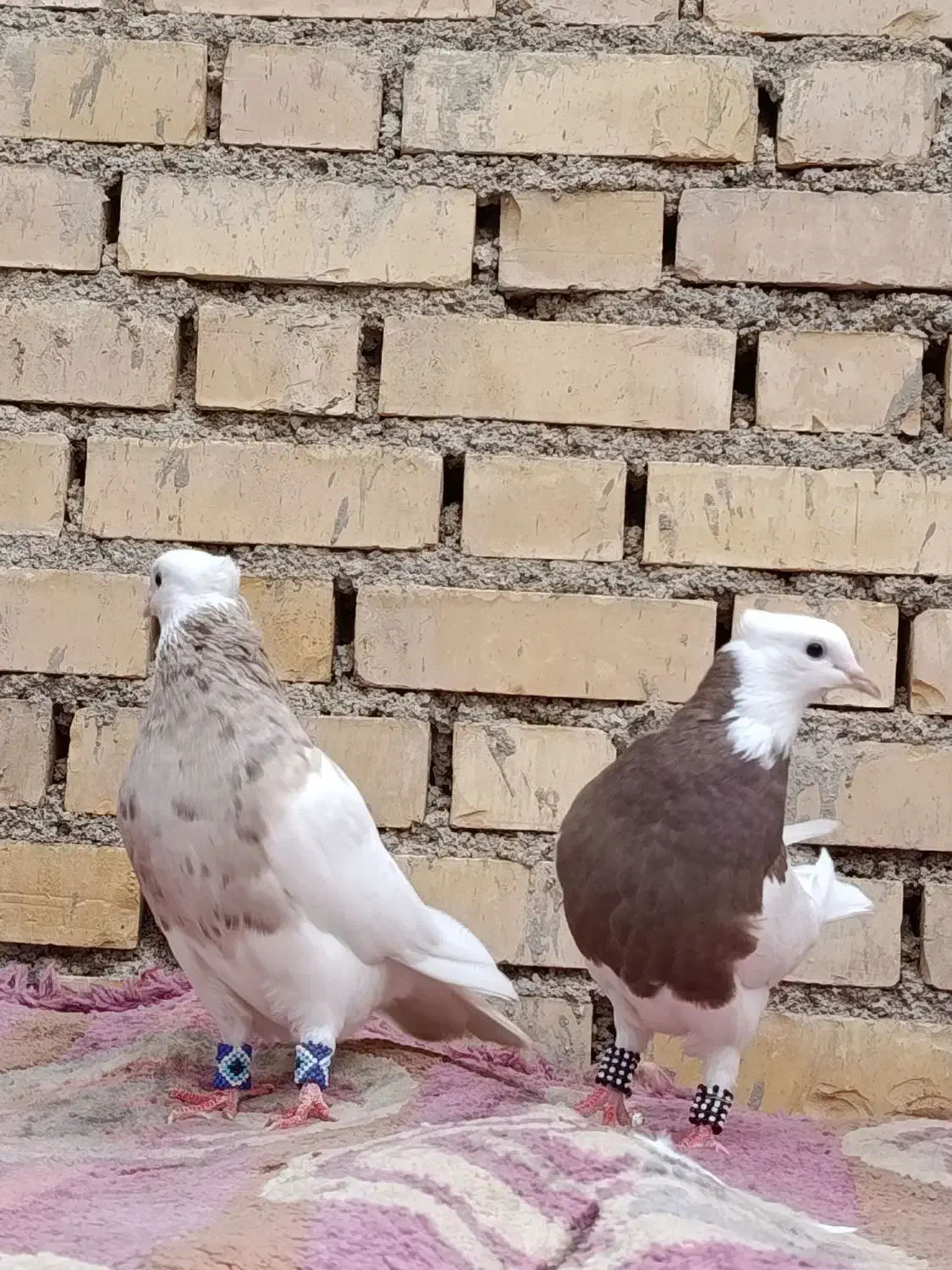 طوقی آجری 3تاامیدیه|پرنده|امیدیه, |دیوار