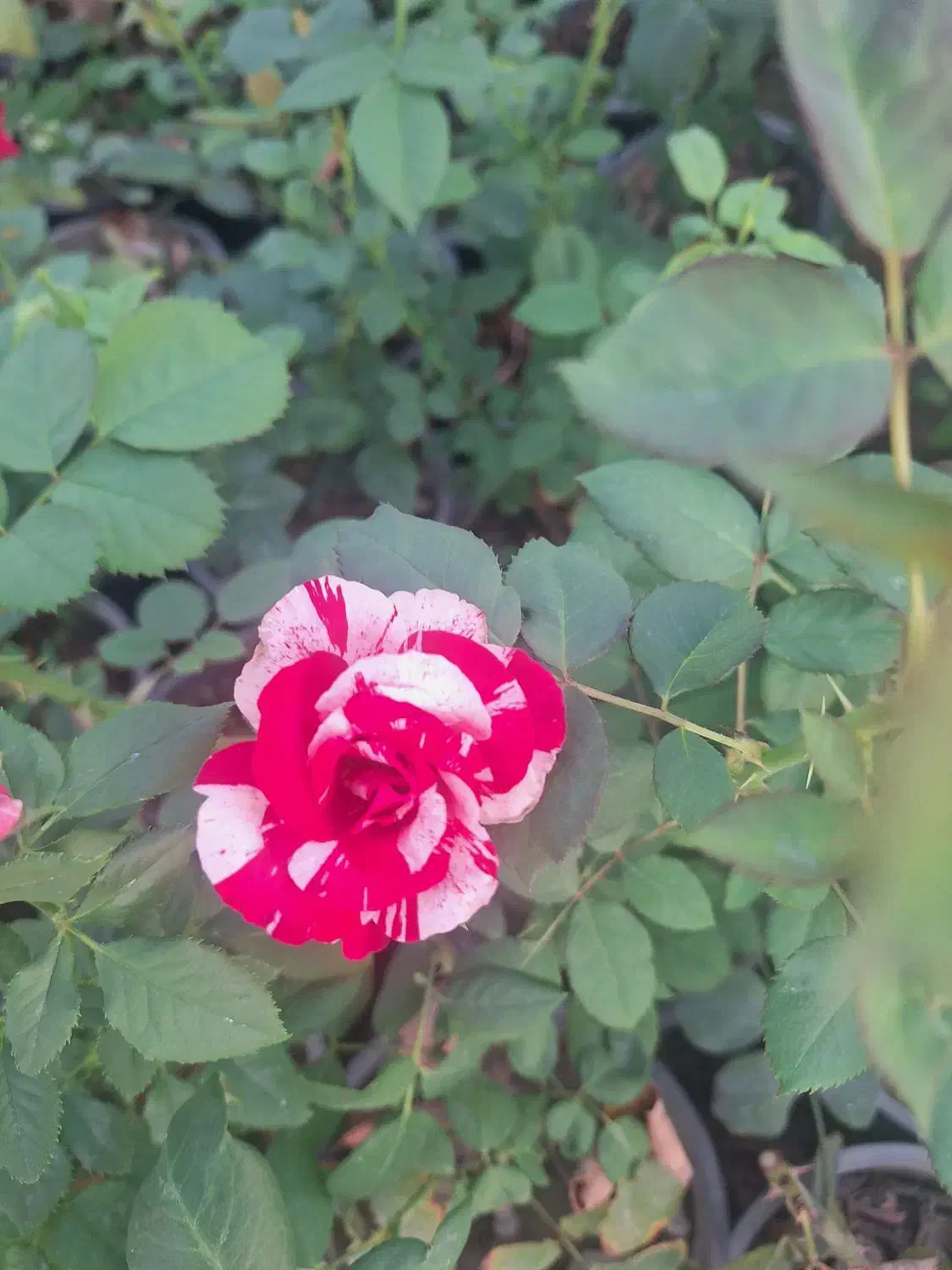 تولید وفروش خرده وعمده انواع گل حیاطی|گل و گیاه طبیعی|جهرم, |دیوار