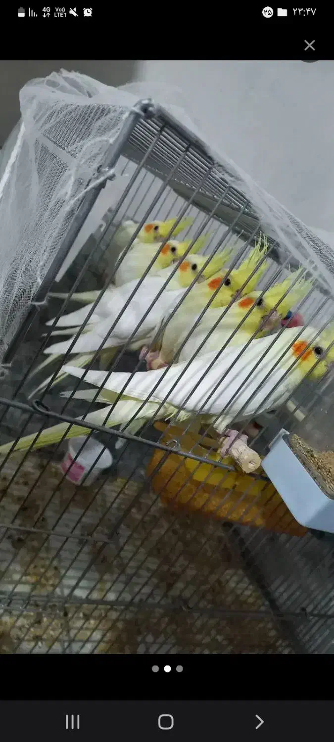 عروس هلندی گم شده|حیوانات|مشهد, سپاد|دیوار