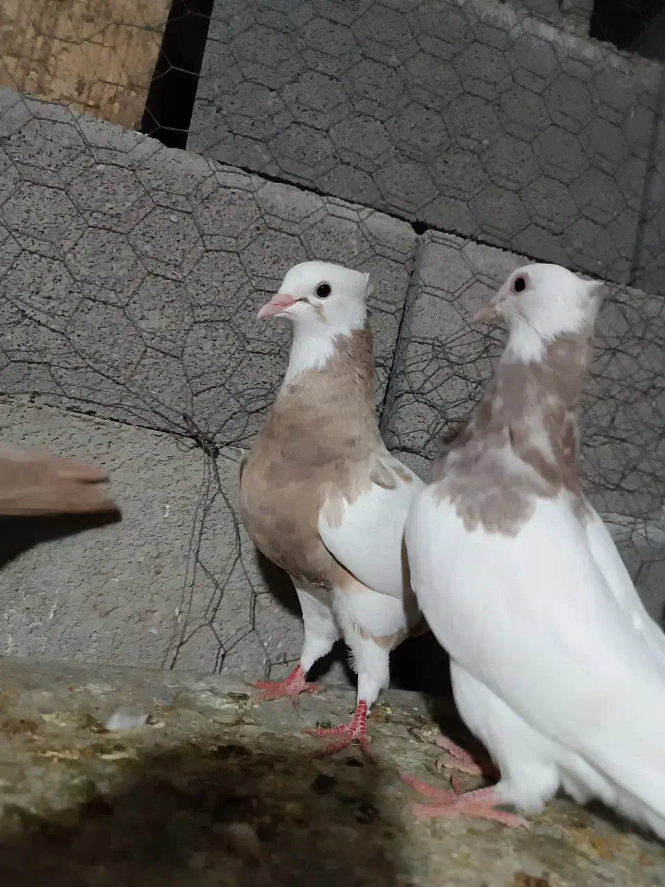 کبوتر طوقی|پرنده|شیراز, حومه شیراز|دیوار