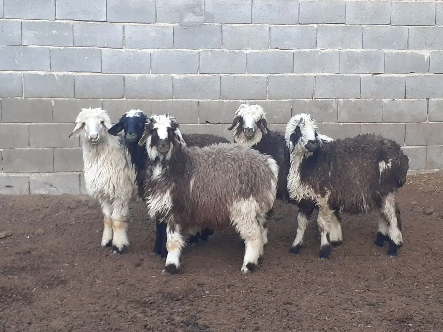 بره ماده،میش،بز،بزغاله|حیوانات مزرعه|مبارکه, |دیوار
