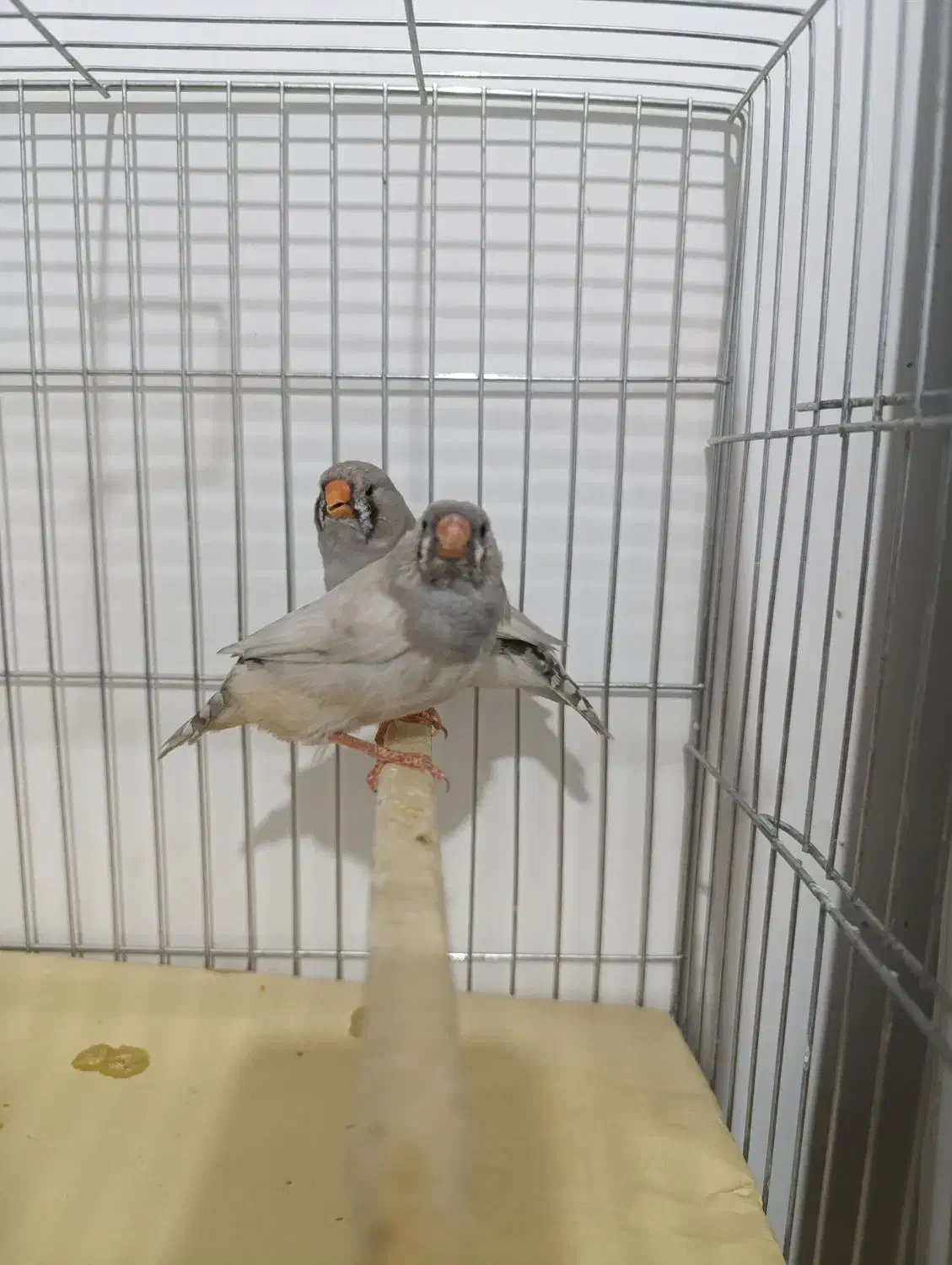 زبرا اروپایی و انگلیسی|پرنده|شیراز, حافظیه|دیوار