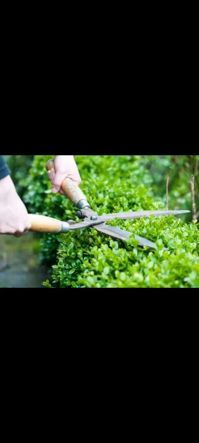 هرس گل و گیاه و رسیدگی باغ و باغچه|خدمات باغبانی و درختکاری|ساری, |دیوار