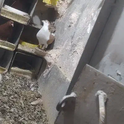 پلنگ کلایی نر.نرماده شیرازی|پرنده|راین, |دیوار