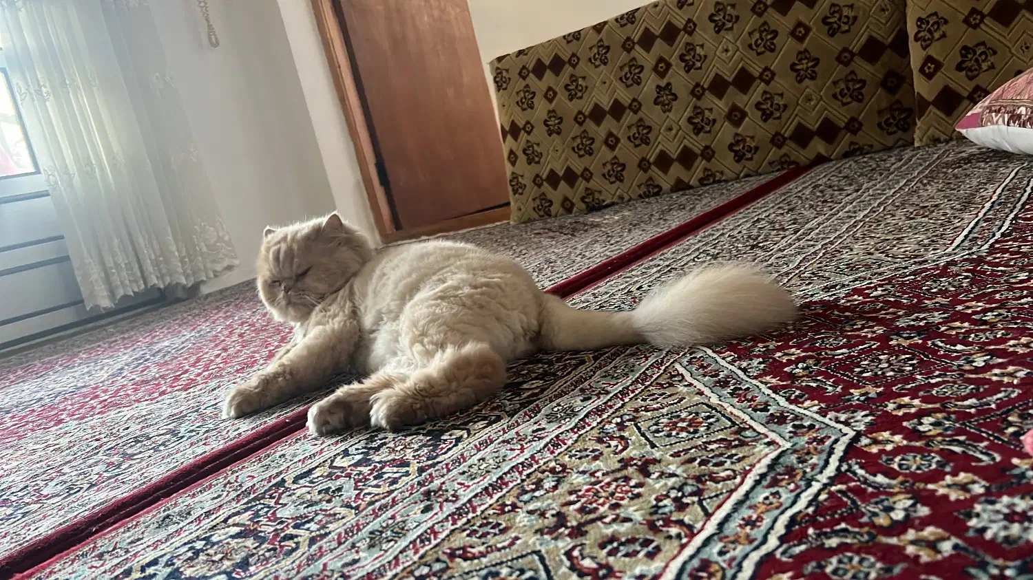 پرشین کت|گربه|چالوس, |دیوار