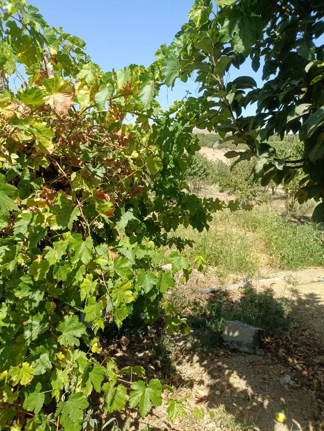 500متر باغ انگور جنب جاده اصلی|فروش دفتر صنعتی، کشاورزی، تجاری|شهرکرد, |دیوار