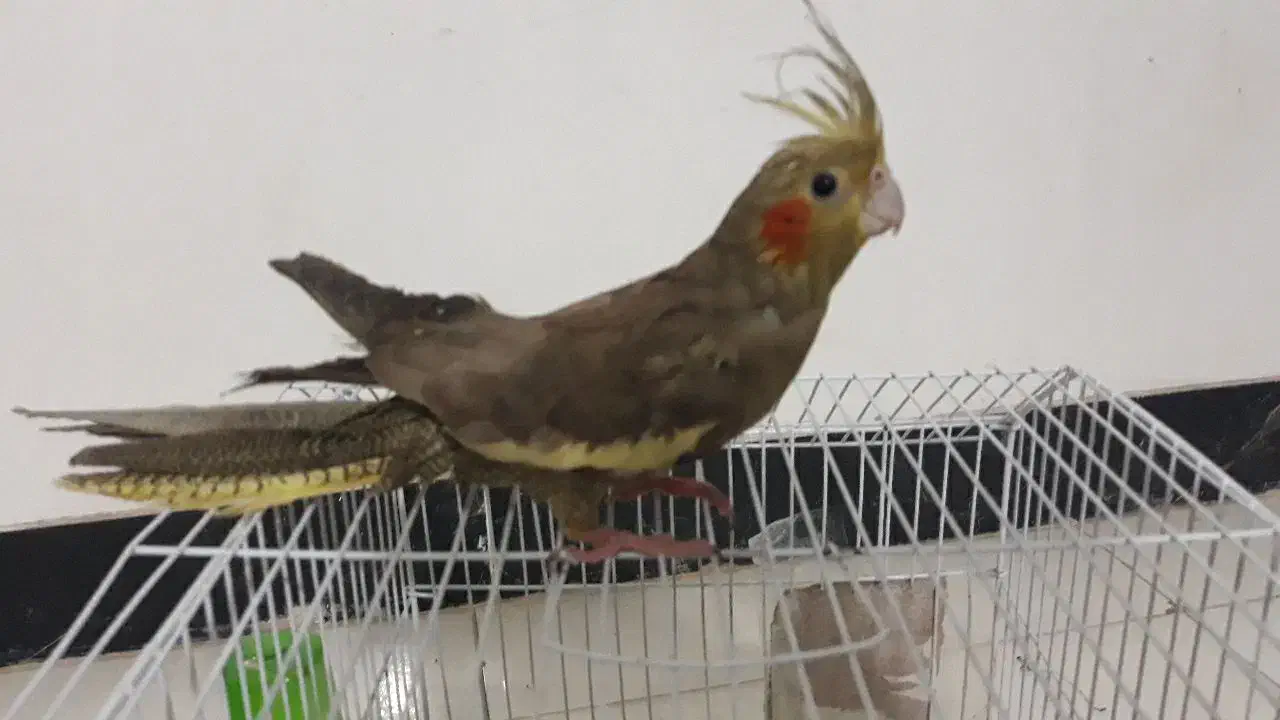 عروس هلندی قیمت ۶۰۰|پرنده|فردوس (خراسان), |دیوار