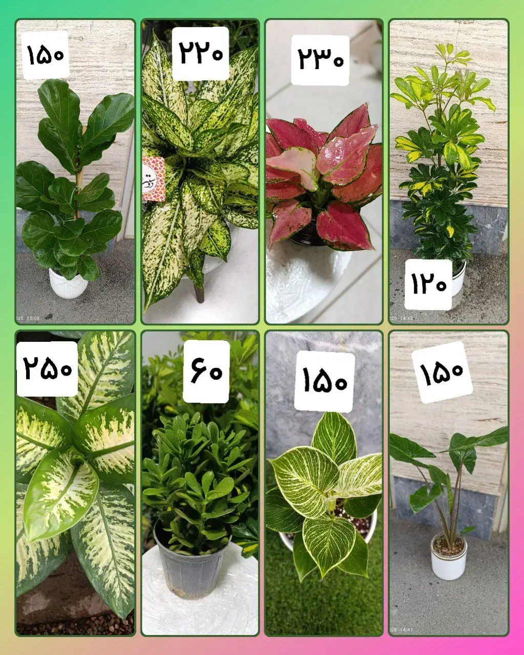 گل شفلرا .زاموفیلیا  برفی‌.یشم.برکین .روز مادر|گل و گیاه طبیعی|اراک, |دیوار