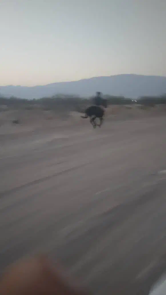 اسب ارام|اسب و تجهیزات اسبسواری|خمیر, |دیوار