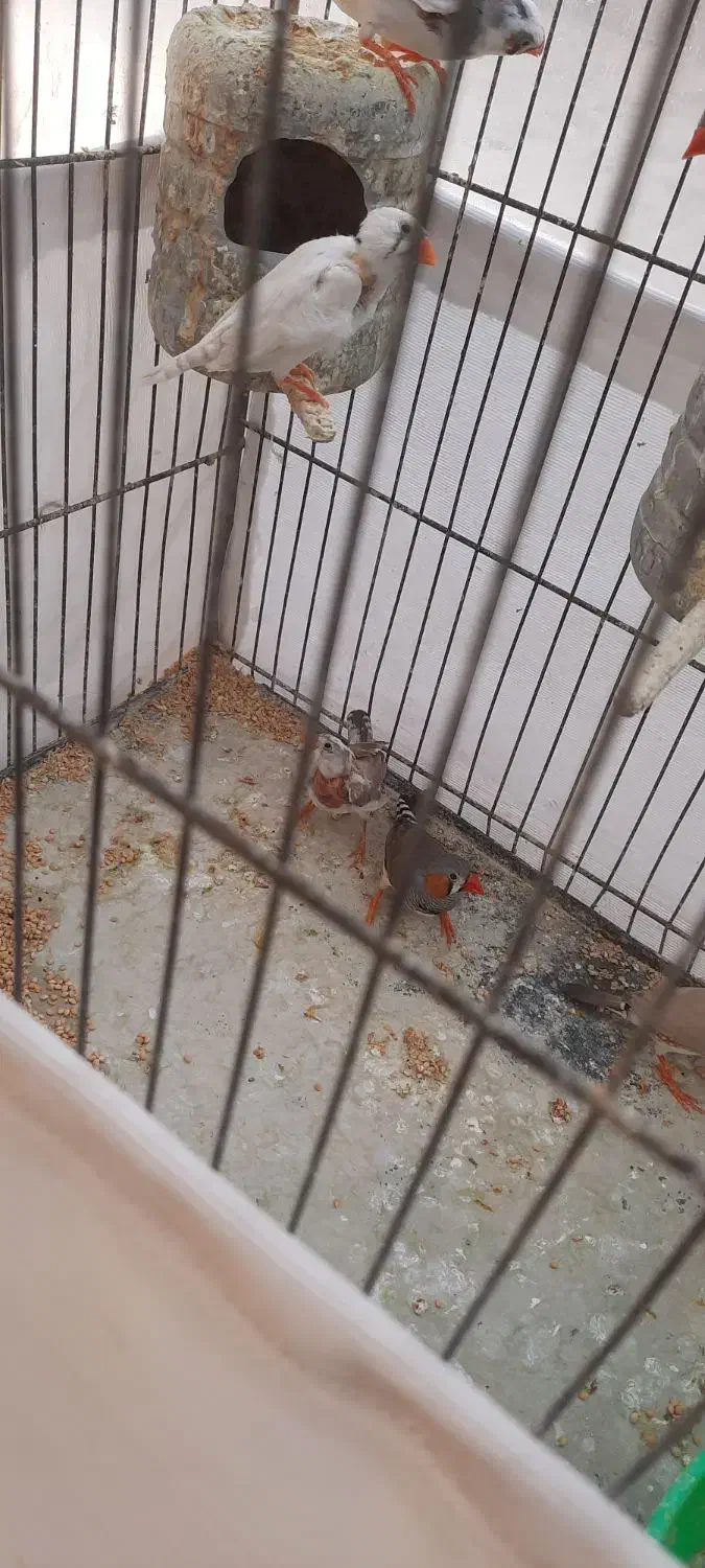 فنچ|پرنده|مشهد, کوثر|دیوار