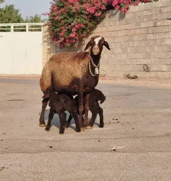 ۳راس میش دوقلوزا (هترو)|حیوانات مزرعه|شوشتر, |دیوار