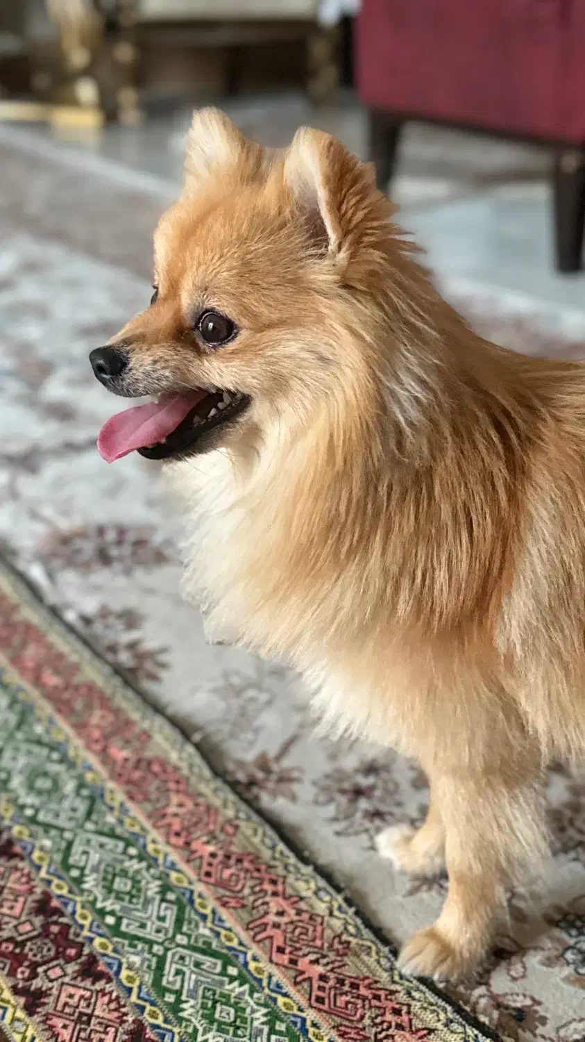 گمشده|حیوانات|اصفهان, سرشبادران|دیوار