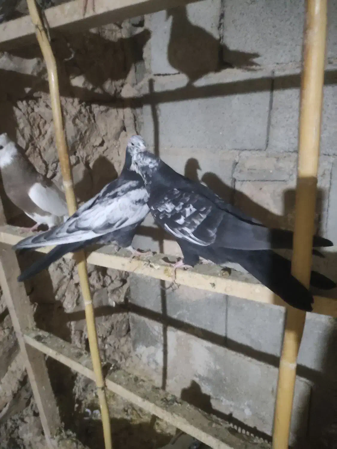 سینه دم سیاه.موقعیت گیلانغرب.|پرنده|سرپل ذهاب, |دیوار