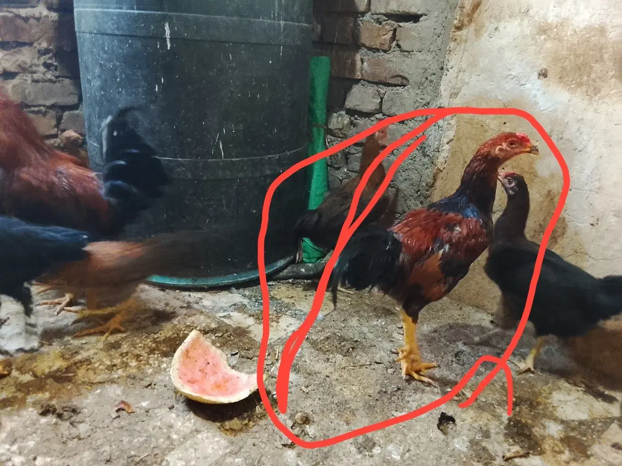 جوجه|حیوانات مزرعه|زاهدان, |دیوار