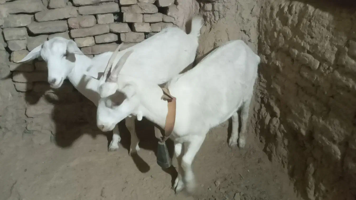 دو عدد غیریت سانن|حیوانات مزرعه|میبد, |دیوار