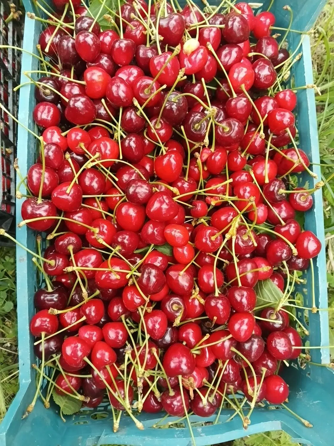 گیلاس|خوردنی و آشامیدنی|مشهد, امین آباد|دیوار