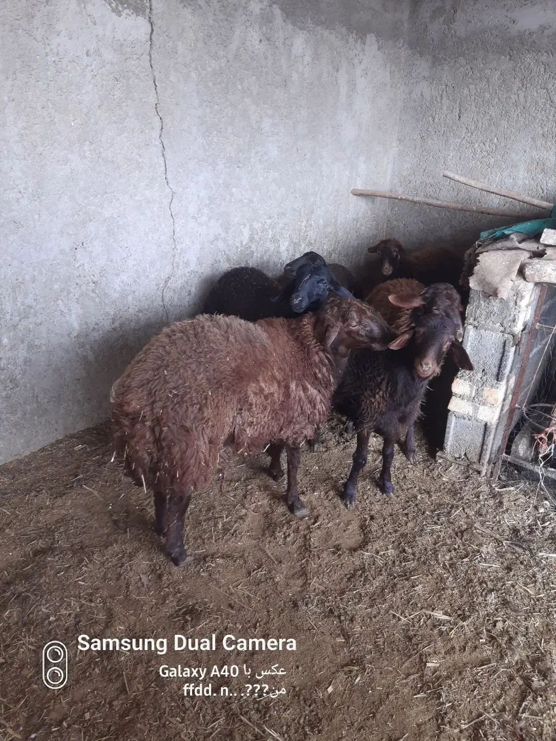 بره نر|حیوانات مزرعه|فلاورجان, |دیوار