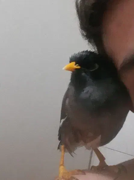 مرغ مینا|پرنده|تهران, راه آهن|دیوار